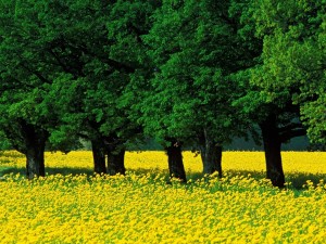 Árboles verdes y flores amarillas