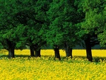 Árboles verdes y flores amarillas