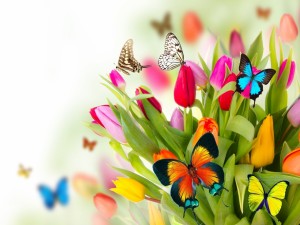 Tulipanes y mariposas