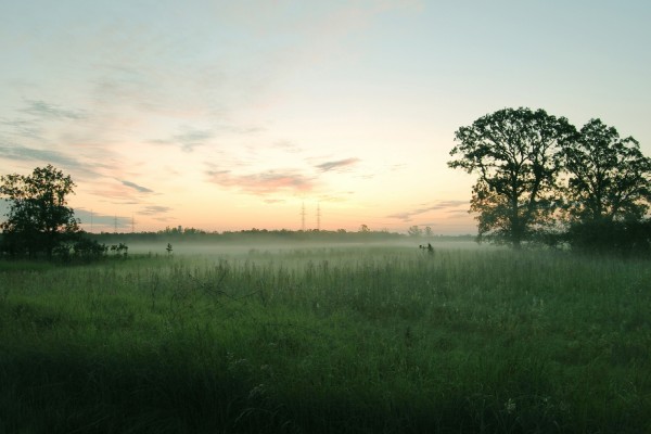 Niebla sobre la hierba al amanecer