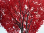 Un gran árbol con hojas rojas