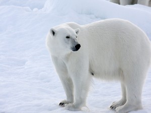 Oso polar en la nieve