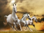 Blancos caballos corriendo