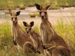 Familia de canguros sobre la hierba