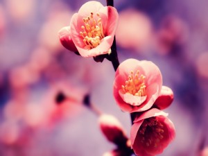 Rama con tres pequeñas flores rosadas