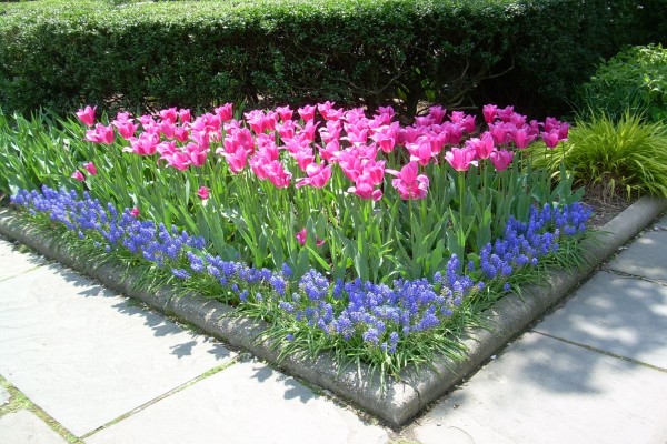 Esquina de un jardín con tulipanes