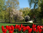 Tulipanes rojos en el parque