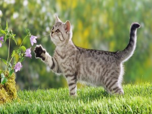 Un lindo gato junto a unas flores