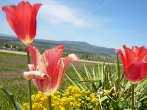Preciosos tulipanes al sol