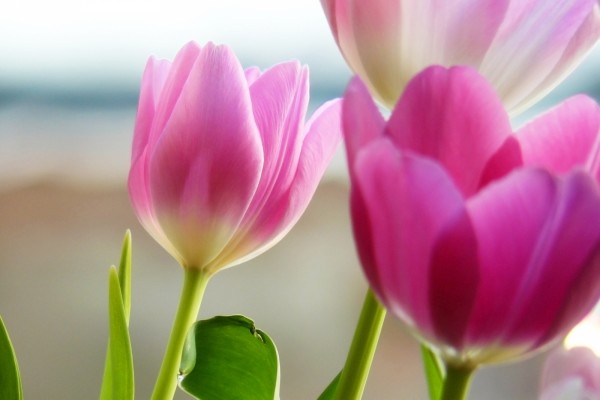 Hermosos tulipanes rosas