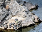 Tortugas sobre la roca