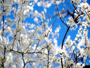 Ramas de un árbol con pequeñas flores blancas
