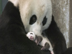 Postal: Osa panda con su cría recién nacida