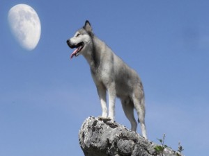 Lobo en la roca