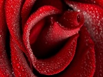 Rosa roja repleta de gotas de agua
