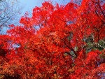 Ramas repletas de hojas rojas
