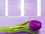 Tulipán color púrpura