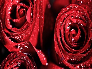 Rosas rojas con gotitas de rocío