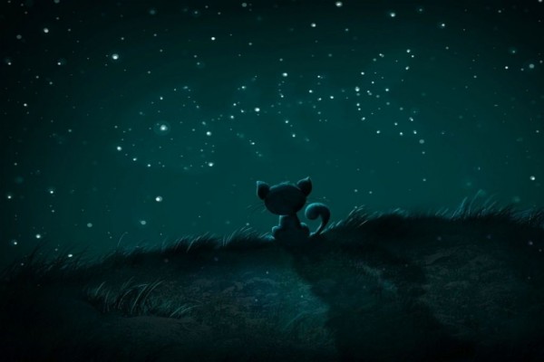 Gatito admirando un cielo estrellado