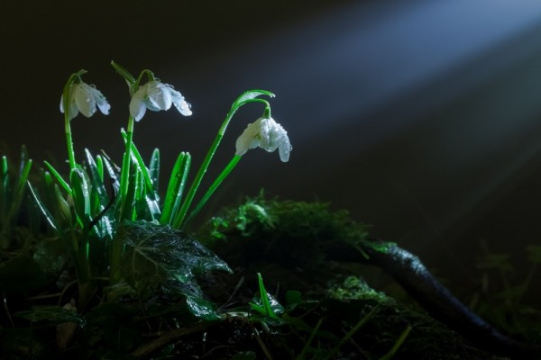 Flores blancas entre la hierba verde