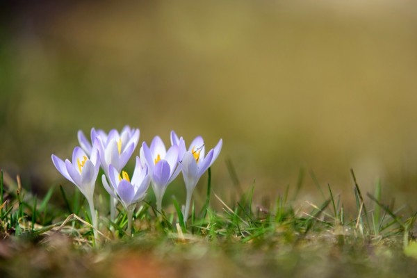 Hermosas flores blancas con un toque de color lila