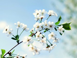 Postal: Rama con flores de pétalos blancos