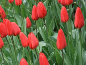 Tulipanes rojos cerrados