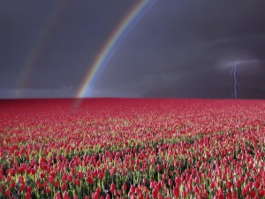 Tormenta y arcoíris en un campo de tulipanes