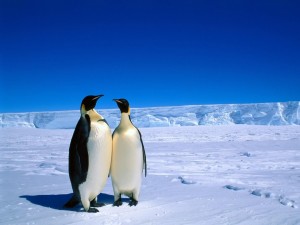 Dos pingüinos juntos en el hielo