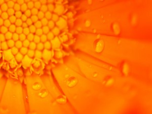 Gotas en los pétalos de la flor naranja