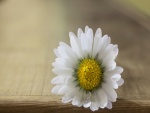 Una solitaria flor con pétalos blancos y centro amarillo