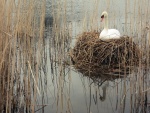 Cisne en el lago sobre una ramas secas