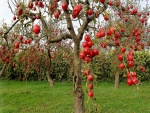 Plantación de manzanos