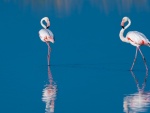 Dos flamencos reflejados en el agua