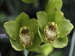 Dos bellas orquídeas