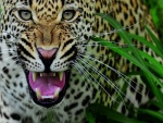 El rugido del leopardo