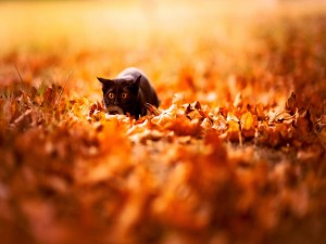 Gato negro entre las hojas otoñales