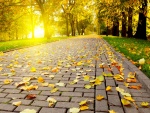 Las primeras hojas de otoño, en el suelo del parque