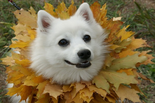 Perro con un collar de hojas