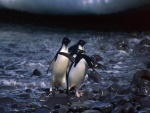 Pingüinos entre las piedras