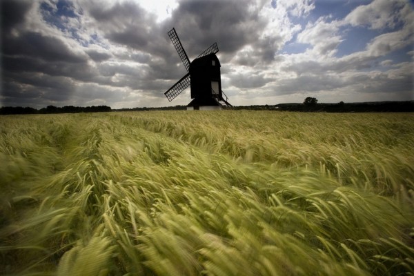 Molino de viento y trigo verde