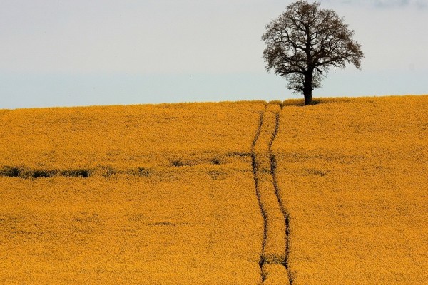 Un árbol en el campo amarillo