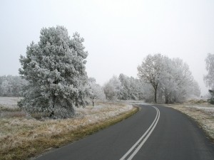 Árboles helados a ambos lados de la carretera
