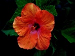 Bella flor de hibisco con pétalos naranjas