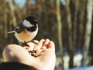 Pájaro en mi mano