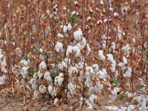 Postal: Campo de algodón en Arizona
