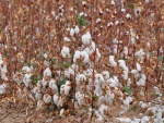 Campo de algodón en Arizona