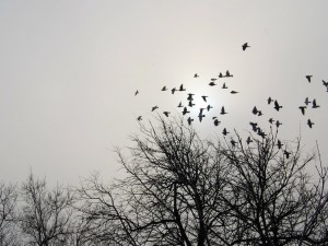 El vuelo de las palomas