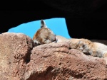 Puma durmiendo en una caverna
