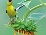 Pájaro agarrado a las hojas del girasol